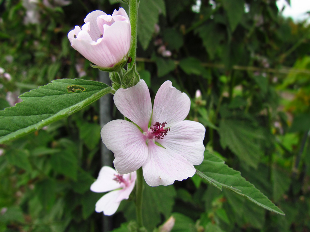 Алтей корень. Althaea officinalis. Растение Алтей лекарственный. Алтей лекарственный и Алтей армянский. Алтей целитель.