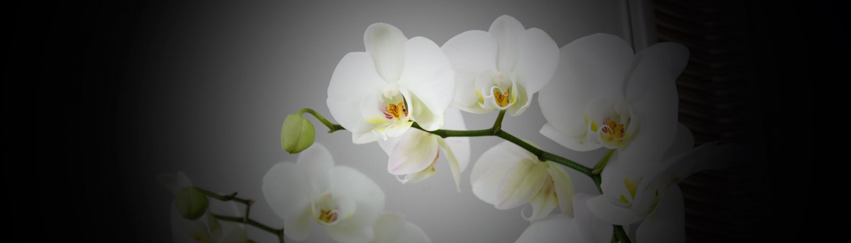 Tijă floriferă de orhidee