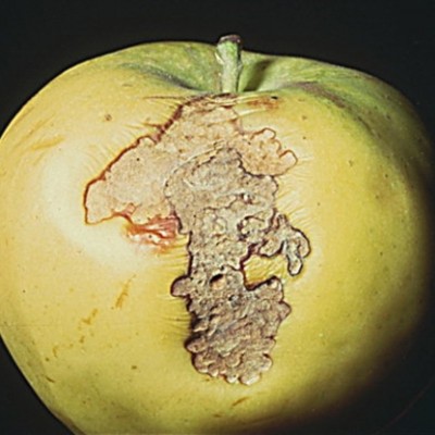 Măr atacat de molia pieliței fructelor