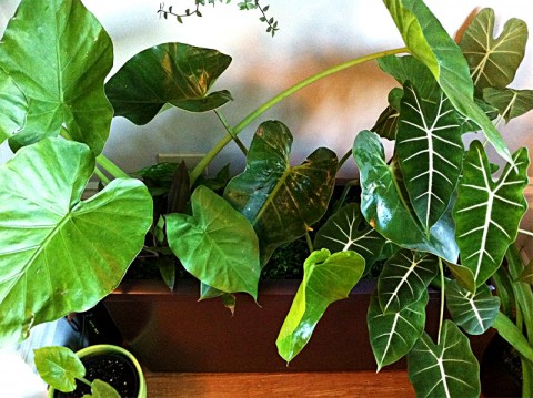 Alocasia macrorrhiza şi Alocasia sanderiana