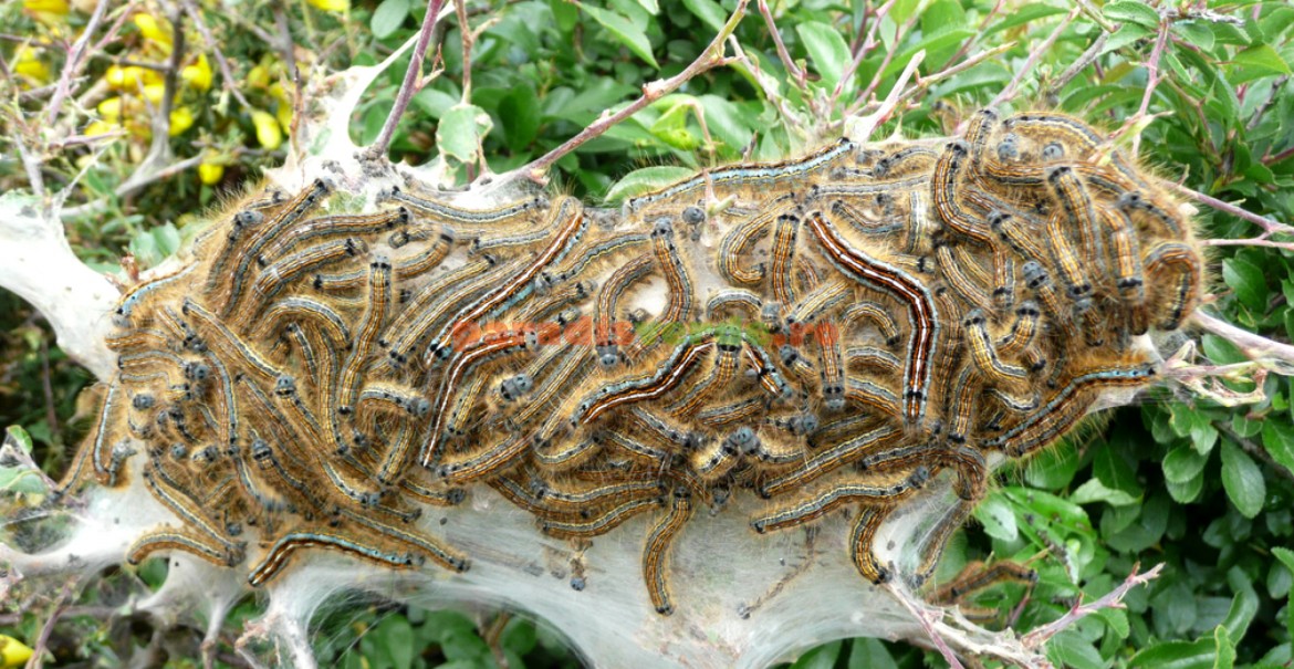 Cuib de larve ale inelarului pomilor
